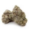 white rhino