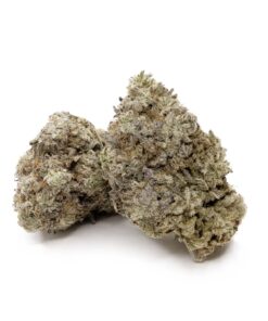 white rhino