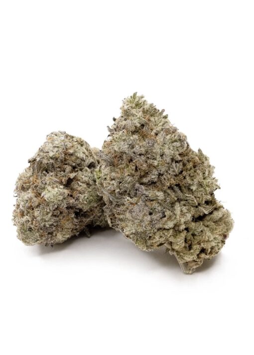 white rhino