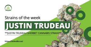 Justin Trudeau Sherbet cannabis