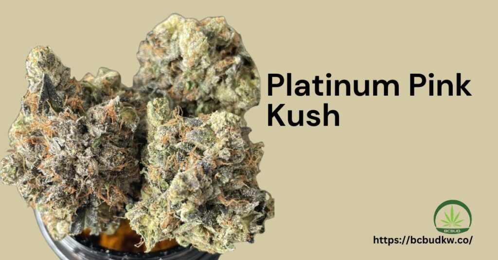 Platinum Pink Kush