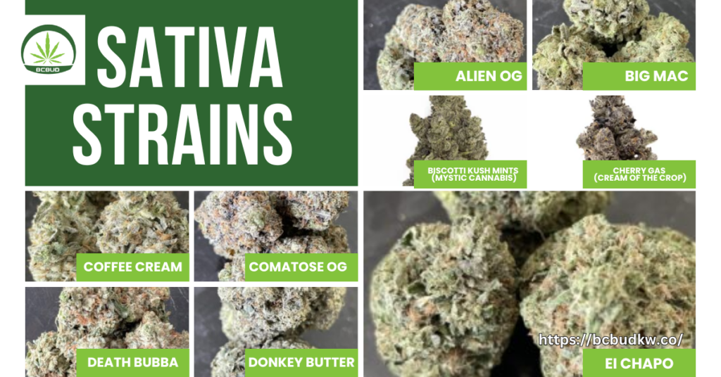 Sativa Strains