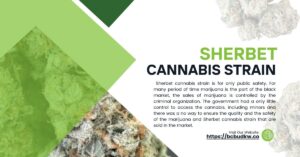 Sherbet cannabis strain 